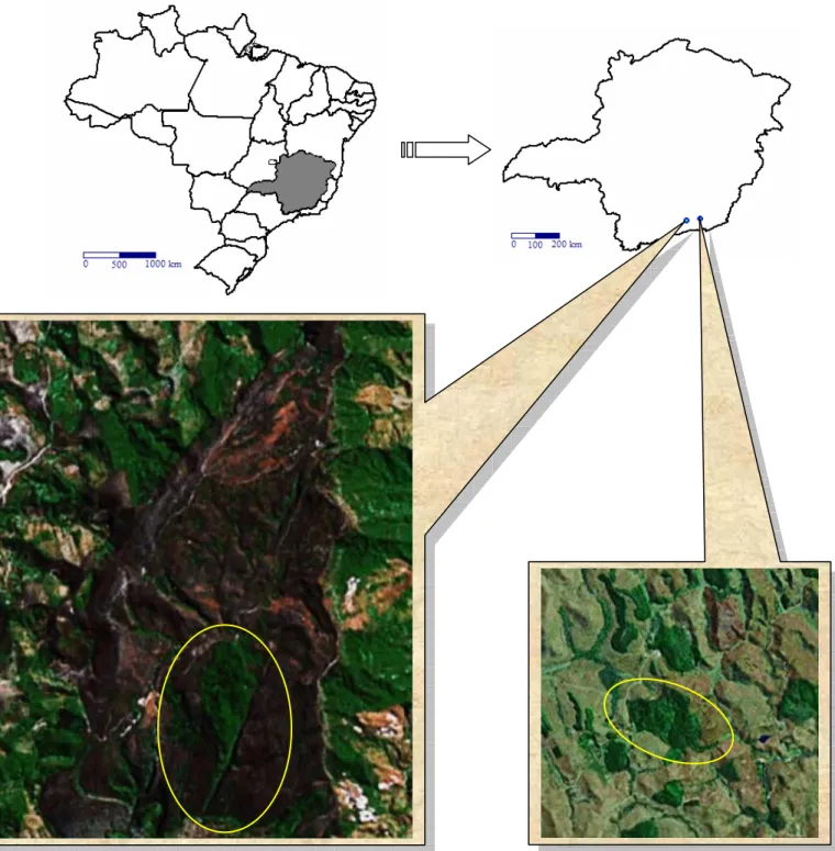 Figura 3 – Localização das áreas de estudo, delimitadas pela circunferência amarela. Acima: Mata  Grande, com cerca de 90 ha, no centro-sul do Parque Estadual do Ibitipoca (área avermelhada); à  direita: Mata da Fazenda Continente, com 56 ha