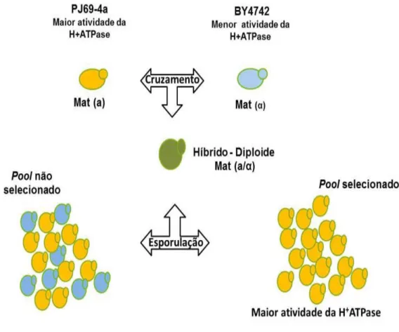 Figura 6: Esquema da técnica BSA, análise de segregantes agrupados em levedura. 