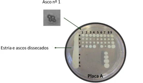 Figura  7:  Disposição  e  identificação  das  colônias  dos  haploides  na  placa  do  micromanipulador