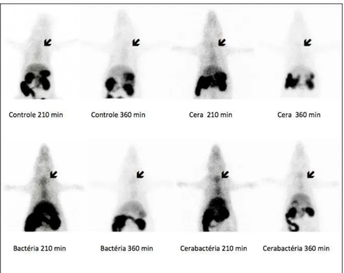 FIGURA	
   16	
   –	
   Imagens	
   cintilográficas	
   de	
   animais	
   submetidos	
   a:	
   esternotomia	
   (controle),	
   esternotomia	
   e	
   aplicação	
   da	
   CO	
   (cera),	
   esternotomia	
   e	
   contaminação	
   do	
   sítio	
   cirúrg