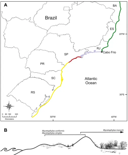 Fig. 2. Map showing distribution of Mycetophylax genera along Atlantic coast in Brazil (based in Cardoso et al., 2012) and nesting habits on sand dunes