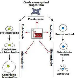 Fig.  2.  Via  de  sinalização  do  EGFR  promovendo  à  proliferação  de  células  mesenquimais  progenitoras,  pré-condrócitos  e  pré-osteoblastos,  e  inibindo  a  diferenciação celular (26)