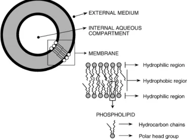 Fig. 1 shows the basic structure and composition of lipo- lipo-somes. Liposomes are artificial vesicles, with a size typically in the nanometer range (diameter within the range of 20–
