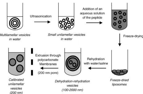 Fig. 2. Schematic illustration of the method of preparation of peptide-containing liposomes.