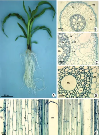 Figure 2. a) Corn plant grown in nutrient solution without Al addition. b, c, d) Transversal sections of a corn root