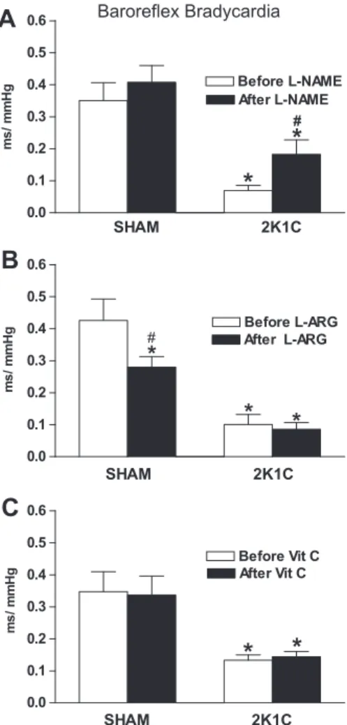 Fig. 5. Sensitivity of bradycardia (ms/mmHg) represented by mean of individual slope of the regression line for the reflex changes in HR and changes in MAP obtained by graded doses of phenylephrine in normotensive (SHAM, n = 6–11) or hypertensive (2K1C, n 