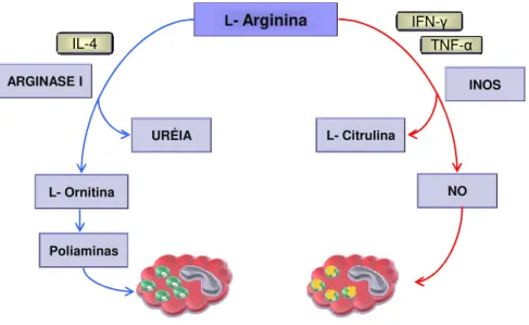 Figura 4: Metabolismo da  L -arginina. 