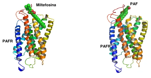 Figura 6: Modelagem de demonstração da ligação da miltefosina (esquerda) e PAF (direita)  ao receptor de PAF