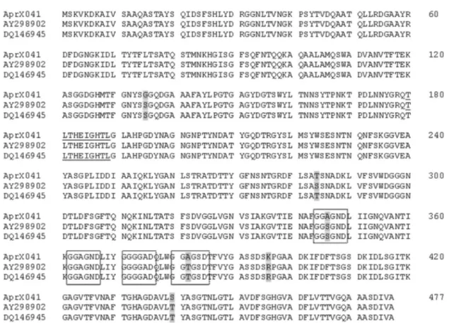 Figure 5 - Multiple sequence alignment of deduced protease AprX from P. fluorescens 041 (this study), P