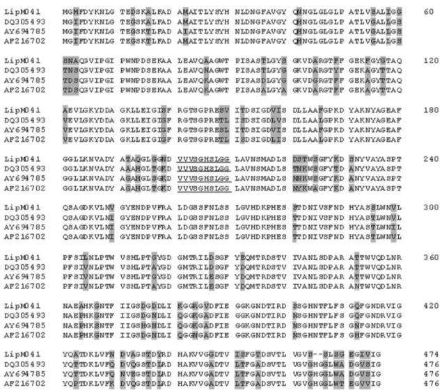 Figure 6 - Multiple sequence alignment of deduced lipase LipM from P. fluorescens 041 (this study), Lip (Genbank accession number DQ305493), Lip68 (Genbank accession number AY694785), and LipA (Genbank accession number AF216702) from P