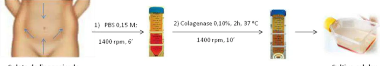 Figura 4. 4: Obtenção de células-tronco a partir do tecido adiposo humano. 