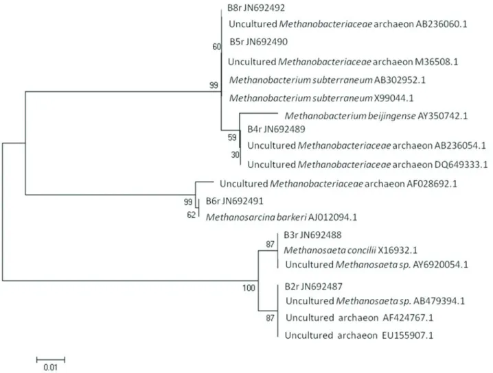 Figure 3 - Neighbor Joining phylogenetic tree containing archaeal 16S from DGGE bands as well as the closest sequences from the RDP-10 database.