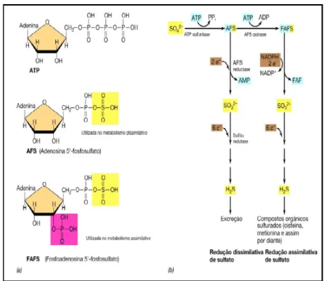 Figura  2.2: Bioquímica  da  redução  do  sulfato.  (a)  Duas  formas  de  sulfato  ativo  podem  ser  produzidas:  adenosina  5’-fosfosulfato  (AFS)  e  fosfoadenosina  5’–fosfosulfato  (FAFS)