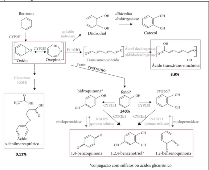 Figura  1:  Representação  do  metabolismo  do  benzeno  em  humanos  e  de  seus  metabólitos  capazes de reagir com macromoléculas formando adutos
