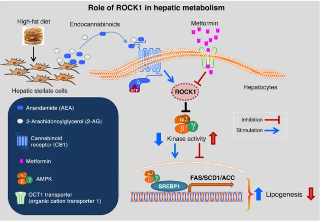 Figure 9. Proposed model for a role of ROCK1 in hepatic metabolism. Upon high-fat feeding, the endocannabinoids 2-AG and AEA are produced and  released from hepatic stellate cells of the liver