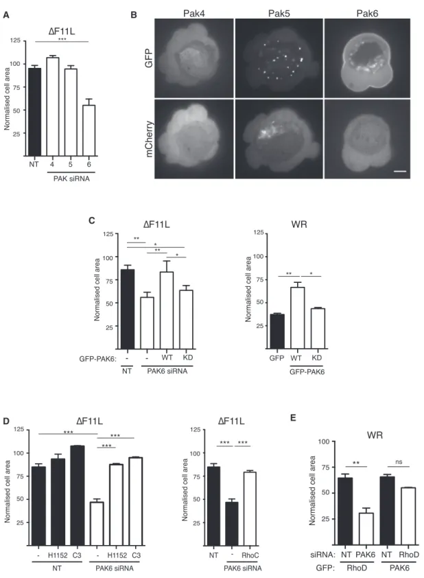 Figure 6. Pak6 Inhibits RhoC-Driven Cell Contraction