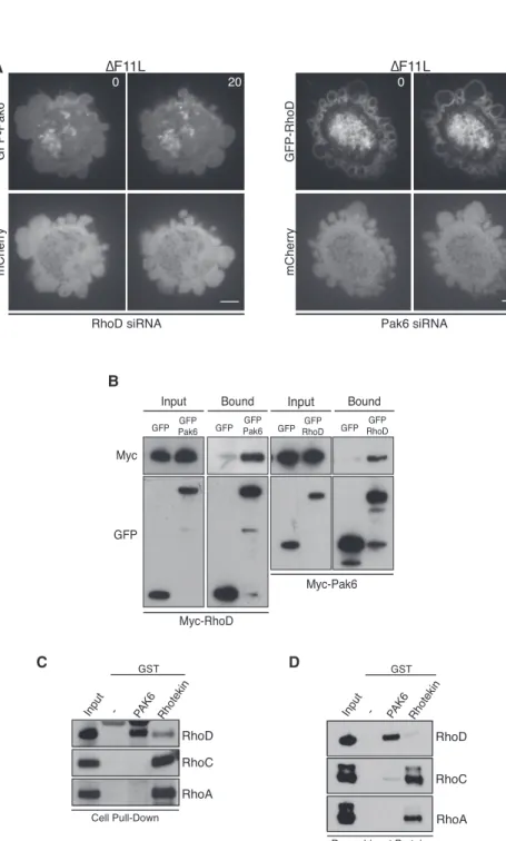Figure 7. RhoD Interacts Directly with Pak6 (A) Images showing that siRNA-mediated ablation of RhoD leads to a loss of GFP-Pak6 recruitment to the plasma membrane in cells infected with DF11L