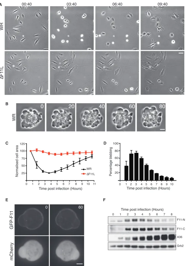 Figure 1. Vaccinia Stimulates F11-Dependent Cell Contraction