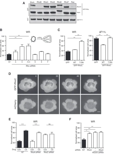 Figure 4. RhoC Is Required for Vaccinia- Vaccinia-Induced Cell Contraction