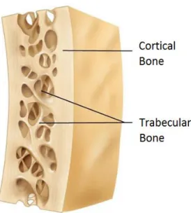 Figure 2.1 - Cortical bone and trabecular bone [7]. 