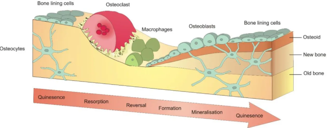 Figure 2.2 - Bone remodeling process [21]. 