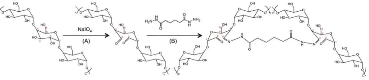 Figure 2.6 - Periodate Oxidation of Dextrin, Yielding Two Aldehyde Groups at Positions C2 and C3 of a  D-Glucose Unit [105]