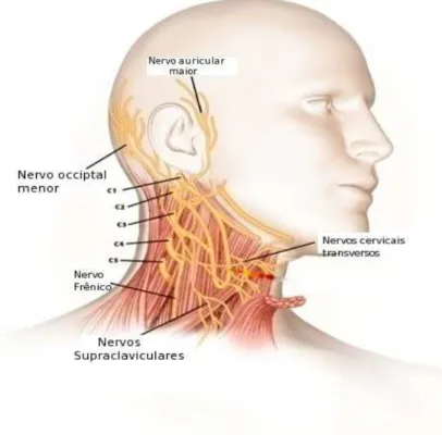 FIGURA 5 - Anatomia dos nervos do plexo cervical superficial  