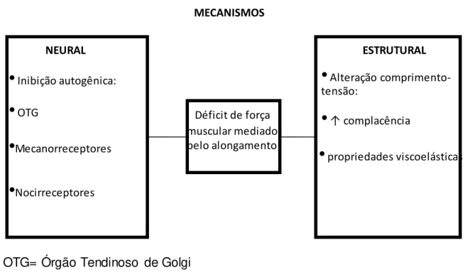 Figura 1.  Mecanismo neural  e estrutural  envolvidos no  déficit de  força  mediado  pelo alongamento