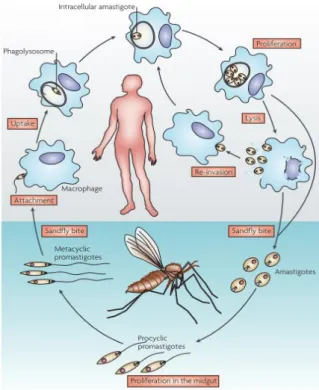 Figure 3 - Leishmania spp. life cycle. Ref 168 © (2001) American Society for Microbiology  4 