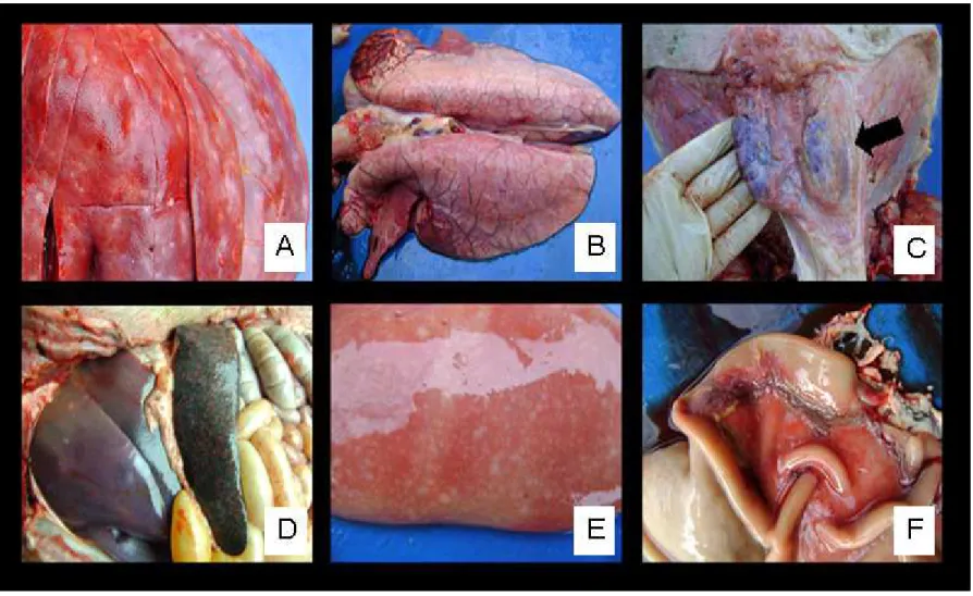 Figura  1:  Lesões  macroscópicas  de  circovirose  observadas  nos  leitões.  A  –  Fígado:  Áreas  multifocais  brancacentas;  B  –  Pulmão:  Não- Não-colapsamento pulmonar associado à intenso edema e áreas de consolidação; C – Linfadenomegalia; D – Espl