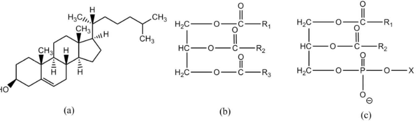 Figura 1  - Estrutura química representativa de (a) colesterol, (b) triglicérides constituídos por  glicerol e diferentes ácidos graxos (R 1 , R 2 , R 3 ) e (c) fosfolípides constituídos por glicerol, 