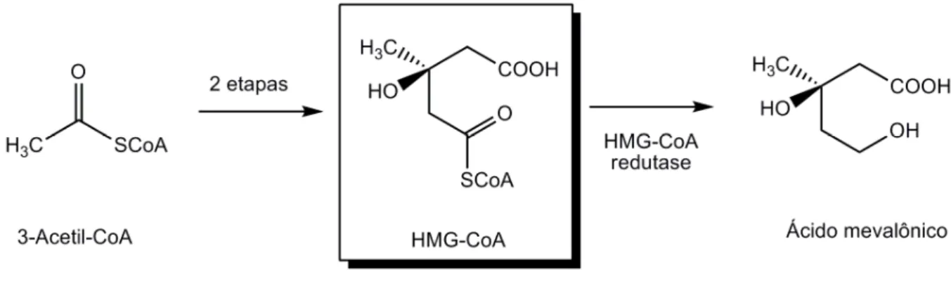 Figura 4  - Formação do ácido mevalônico a partir de acetil CoA, etapa envolvida na  biossíntese do colesterol
