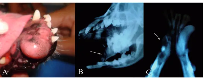 Figura 1. A. Nódulo na mandíbula de cão. B.  Radiografia da mandíbula. Incidência obliqua esquerda