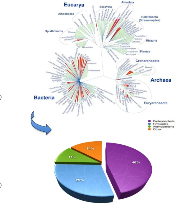 Figure 1. (A) Tree of life and its three domains Eukarya, Archaea and Bacteria.         (B) Phylogenetic distribution of sequenced organism