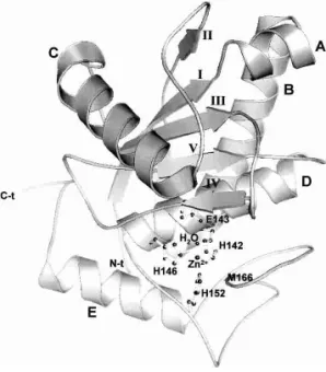 Figure 4. Details of the zinc-binding site of BaP1, superimposed on the electron density map (2F o − F c map contoured at 1 ␴).