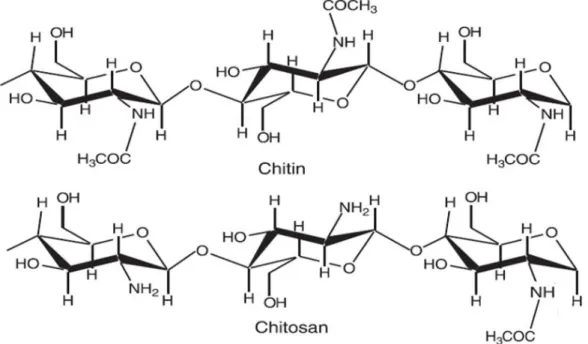 Figure 5: Structure of Chitin and Chitosan based on Jayakumar, where the acetyl group from chitin is eliminated,  leaving the amino group free (Jayakumar et al., 2011)  