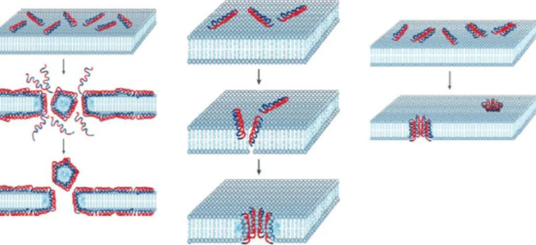 Figure 9 shows the three most discussed mechanisms of membrane perturbation  and damage: (A) Carpet model: peptides align parallel to the membrane to form a carpet; 