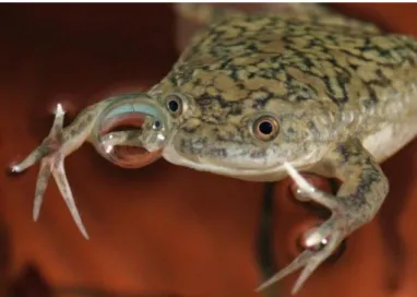 Figure 10: Frog Xenopus laevis, also known as African Clawed Frog 