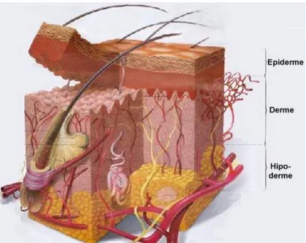 Figura  1:  Esquema  da  pele:  epiderme,  derme  e  hipoderme  (imagem  adaptada  de  http://www.saudetotal.com.br)