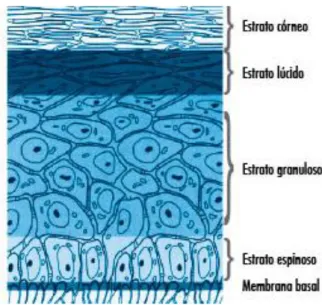 Figura 2: Camadas da epiderme (imagem adaptada de http://colway-latin.com/) 