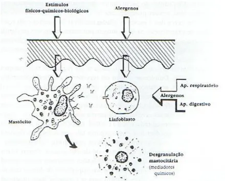 Figura 6: Mecanismo patogénico do eczema atópico (imagem retirada de Esteves et al, 1992) 