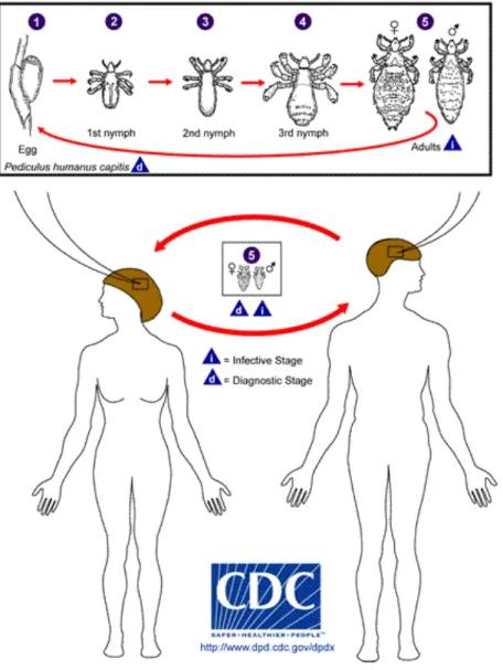 Figura 2- Ciclo de vida de P. capitis. Fonte CDC 