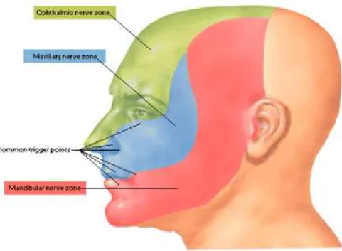 Figura 6 – Zonas da face inervadas pelo ramo oftálmico (cor verde), ramo maxilar (cor 