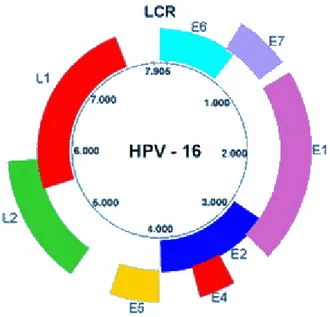 Figura 1 – Estrutura e genoma do Papiloma Vírus Humano (tipo 16). 