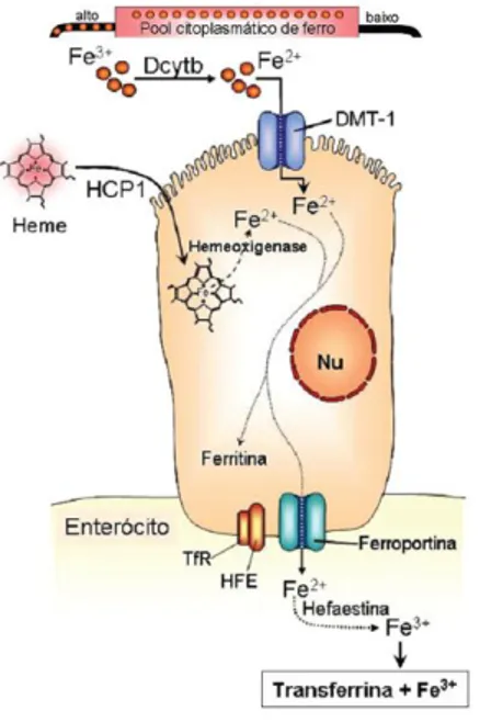 Figura 3. O enterócito e as proteínas envolvidas na absorção do ferro (Grotto, 2010). 