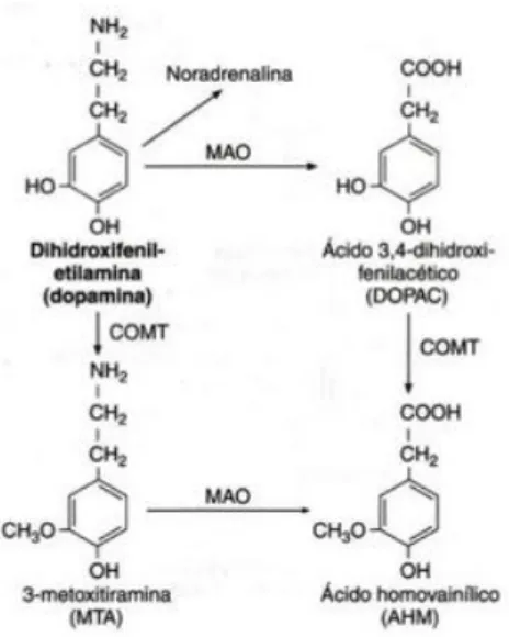 Figura 3A. Catabolismo da dopamina através das enzimas MAO A e B. 