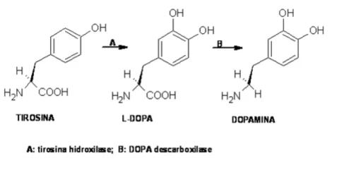 Figura 3D. Síntese do GABA através da enzima glutamato descarboxilase. 