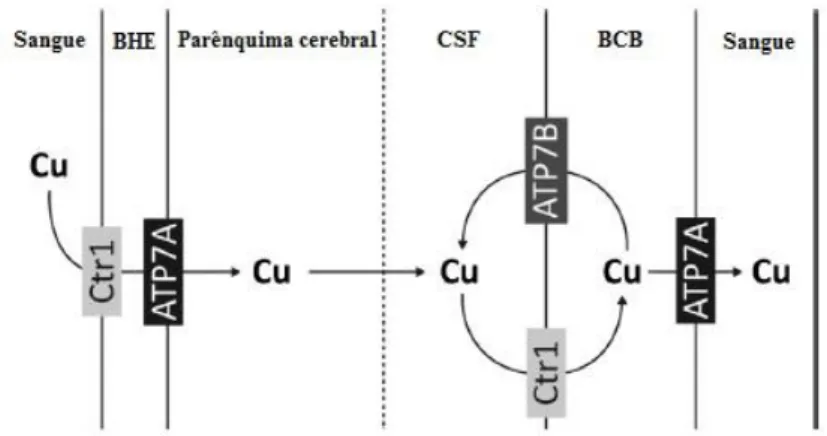 Figura  4.  Absorção  e  efluxo  do  cobre  através  das  barreiras  do  cérebro  (Adaptado  de  Scheiber et al., 2014)