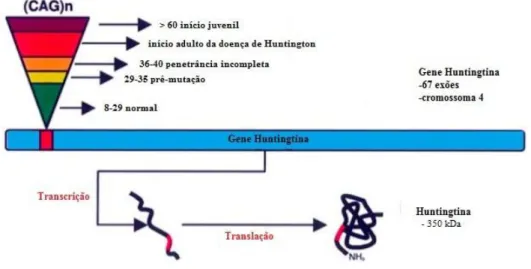 Figura  6.  Representação  do  gene  huntingtina  e  o  impacto  da  extensão  da  repetição  poliQ  no  início  da  DH
