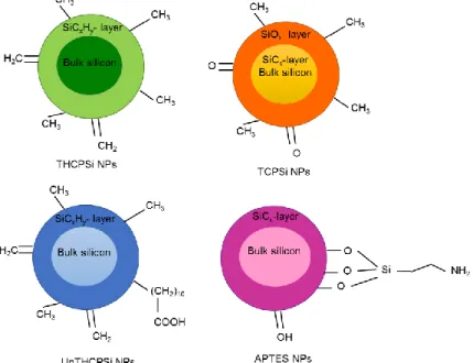 Figure 5 - Chemical structures of THCPSi, TCPSi, UnTHCPSi and APTES NPs. 